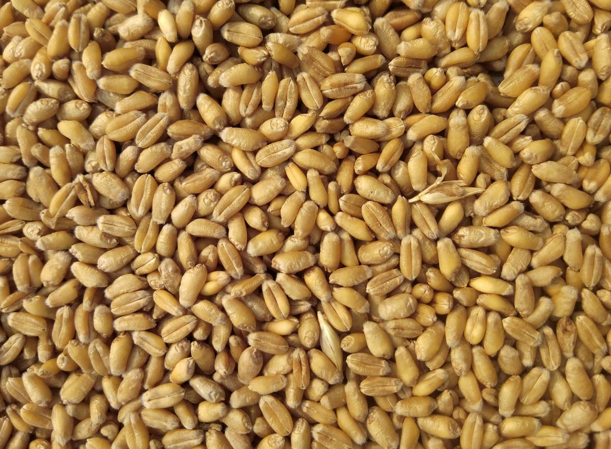 10 Healthy Gut Foods to Eat That Actually Work (Backed by Science, Not Hype)