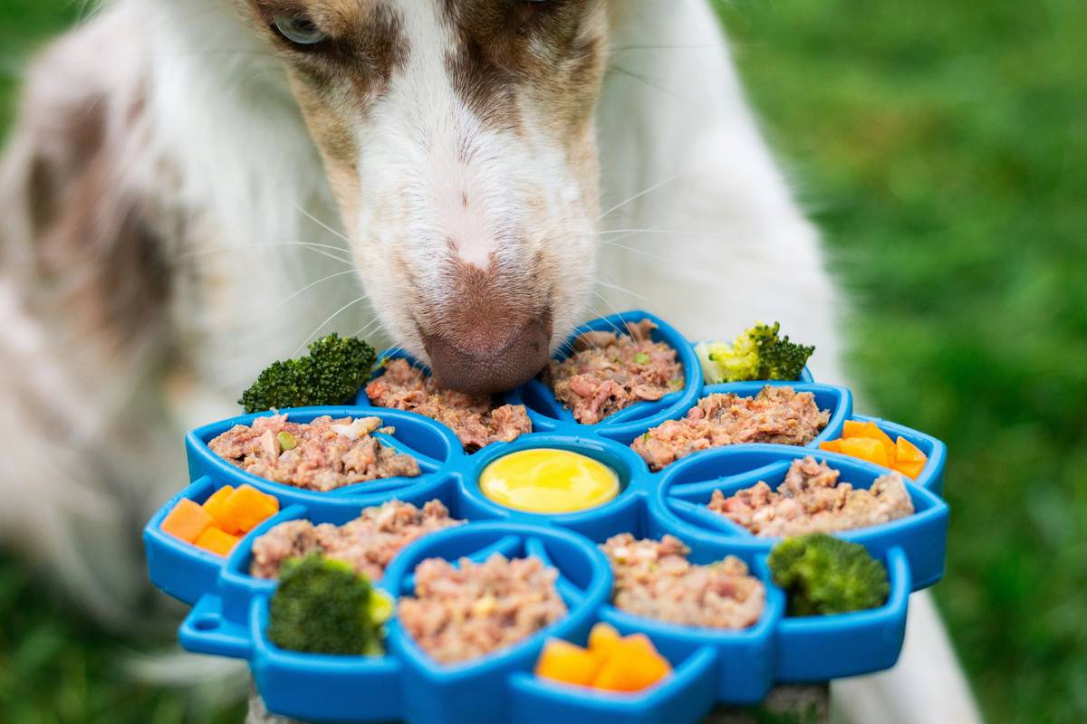 dog eating homemade meal with prebiotic foods for dogs like sweet potato and green banana