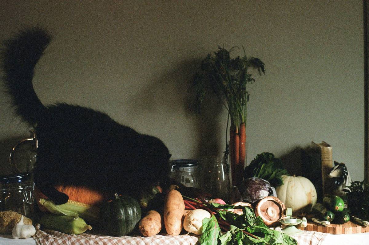 prebiotic foods for dogs including cooked sweet potato, green banana, and dandelion greens