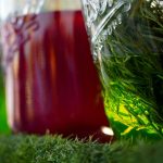 fermented gut food friendly what to