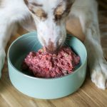 The Truth About Prebiotic Foods for Dogs Most Vets Won’t Tell You