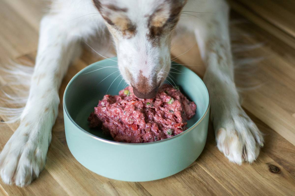 The Truth About Prebiotic Foods for Dogs Most Vets Won’t Tell You