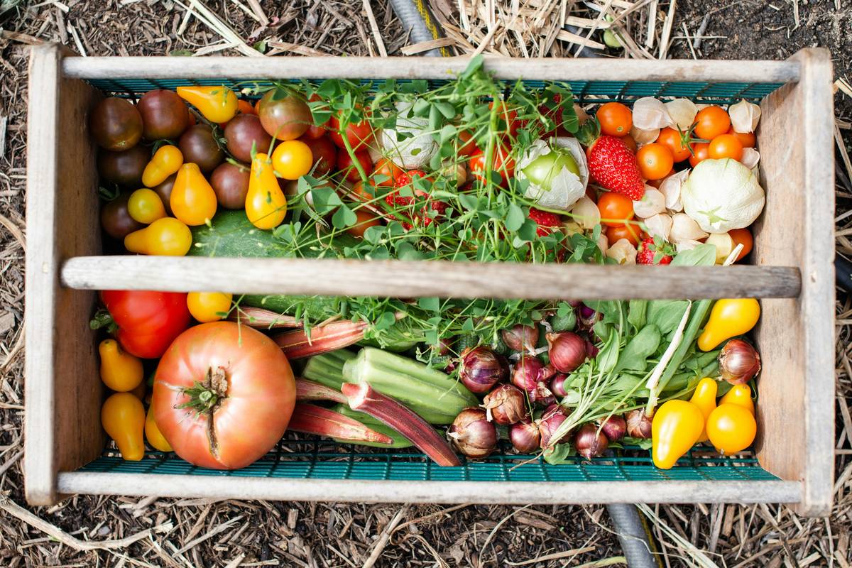 Food Good Gut Health: 7 Proven Ways to Avoid Painful Digestive Mistakes
